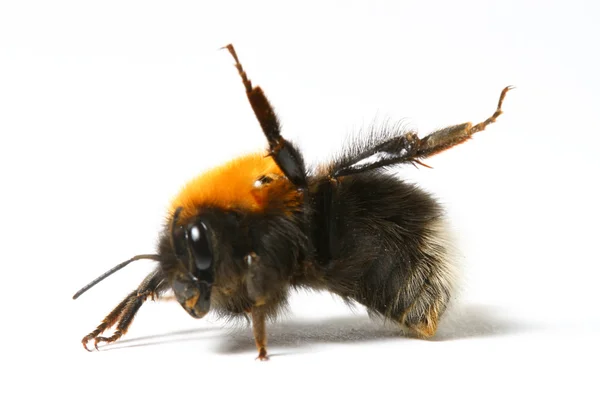 Танцевальная пчела — стоковое фото