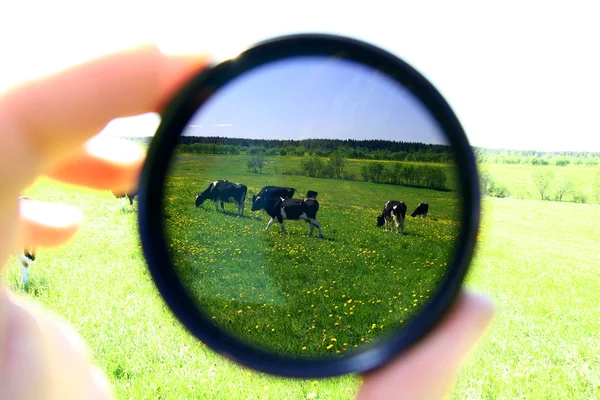 stock image Cow view