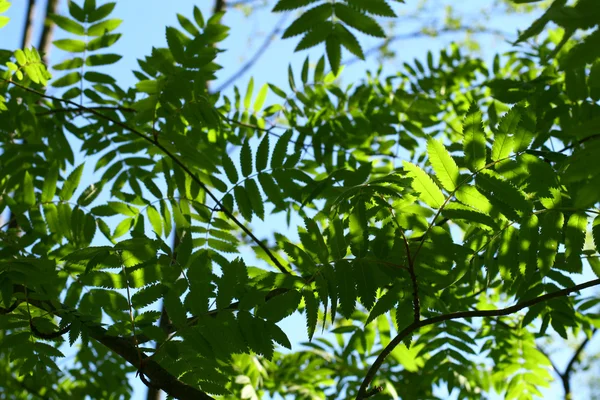 Niesamowite liść zielony liści — Zdjęcie stockowe