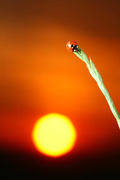 日の出てんとう虫 — ストック写真
