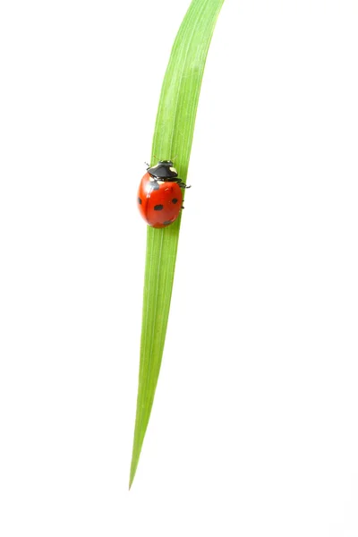 Coccinella rossa — Foto Stock