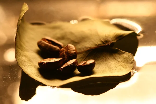 Coffe leaf — Stock Photo, Image