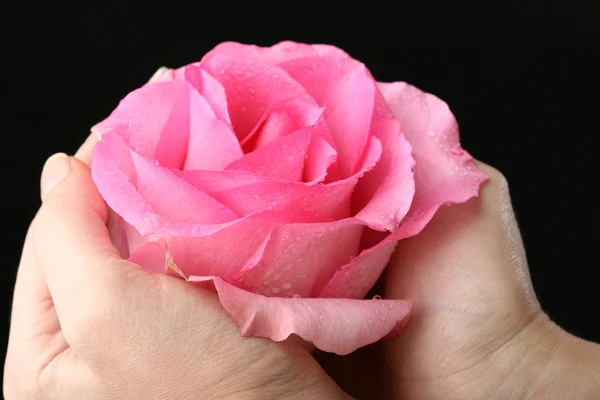 手でピンクのバラ — ストック写真