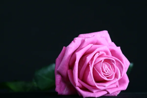 แมโครดอกกุหลาบสีชมพู — ภาพถ่ายสต็อก