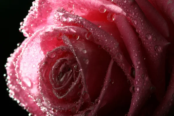 핑크 장미 매크로 — 스톡 사진