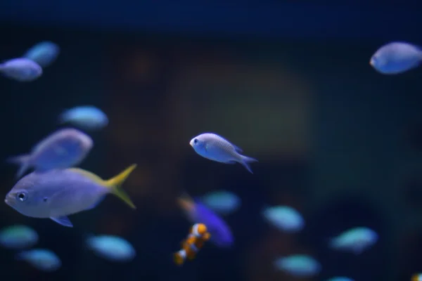 Pesci in acquario — Foto Stock