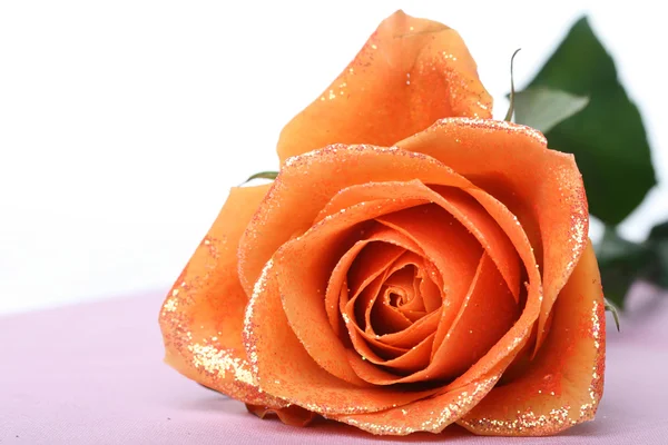 Rosa naranja macro — Foto de Stock