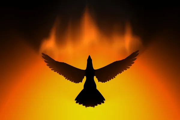 Phoenix rising — Stock Photo, Image