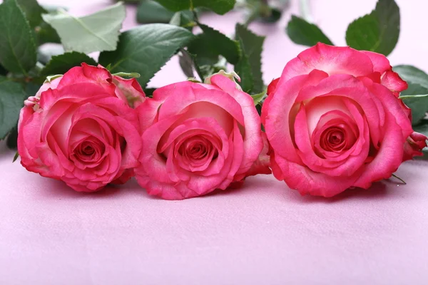 Rózsaszín rózsák makró — Stock Fotó