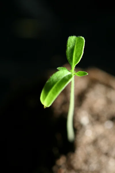 新しい生活の植物 — ストック写真