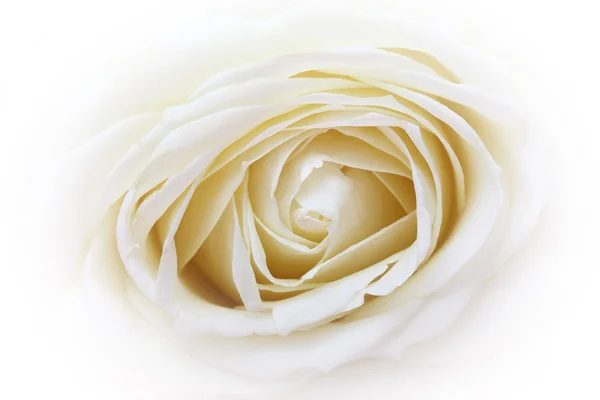 White rose — Stock Photo, Image