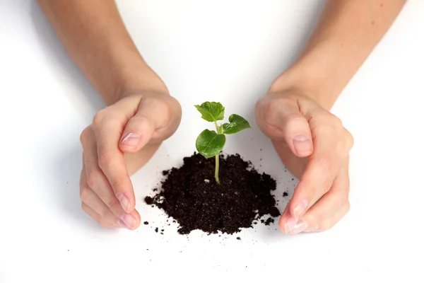 Plant cover — Stock Photo, Image