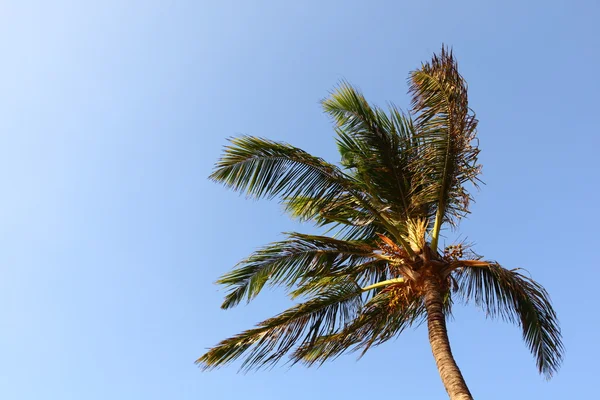 Palm v modré obloze — Stock fotografie