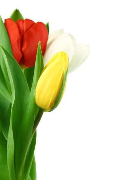 Tulipanes coloridos — Foto de Stock