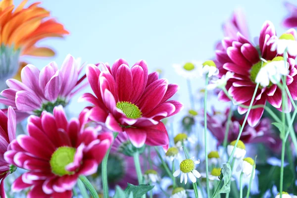 Fleurs d'été colorées — Photo