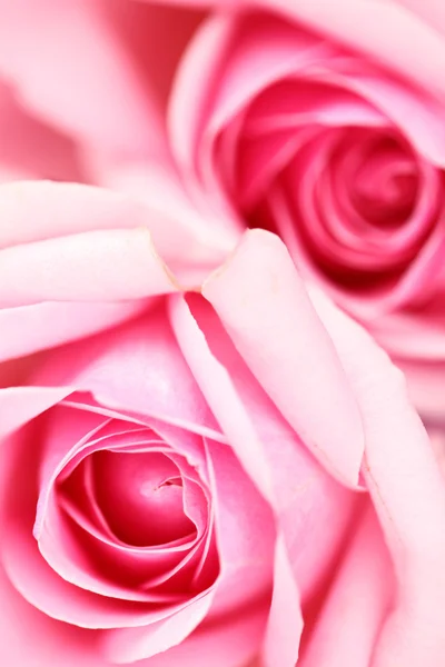 Pink rose Royalty Free Stock Photos