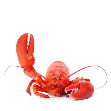 Hello lobster clipart