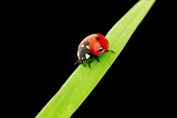 Siyah üzerine izole uğur böceği — Stok fotoğraf