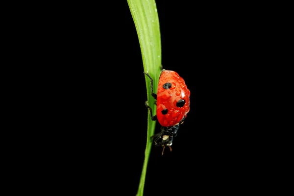 Ladybug isolated on black — Stock Photo, Image