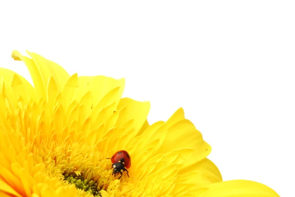 Biedronka na żółtym kwiatku — Zdjęcie stockowe