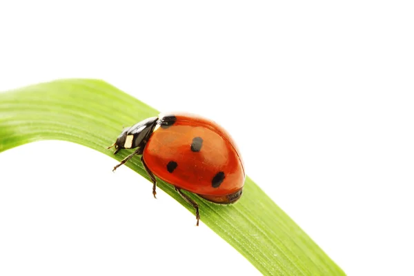 Ladybug on grass — Stock Photo, Image