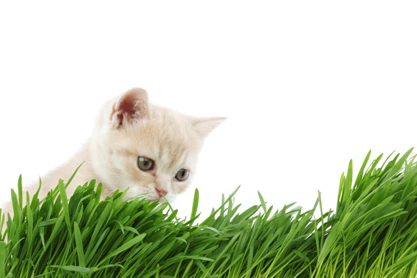 Cat behind grass — Stock Photo, Image