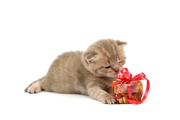 Ізольований кіт і подарунок — стокове фото