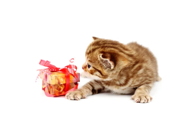 孤立的猫和礼物 — 图库照片