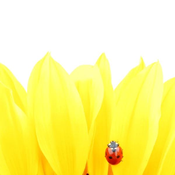 向日葵上的瓢虫 — 图库照片