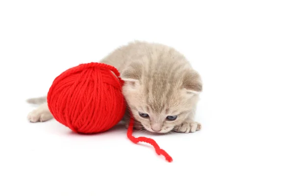 Cat and red wool ball — Stock Photo, Image