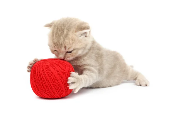 猫と赤のウールのボール — ストック写真