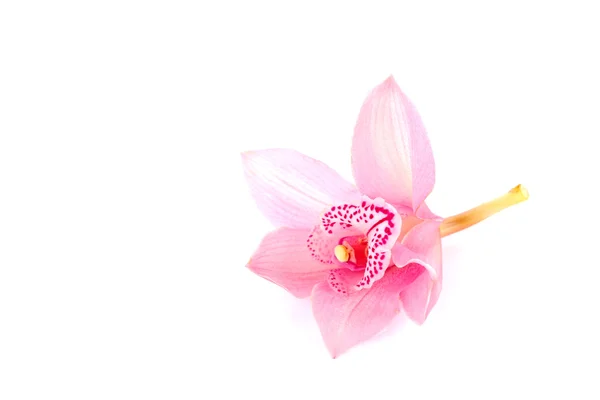 Orhidee izolate — Fotografie, imagine de stoc
