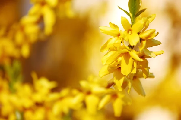 stock image Yellow flower