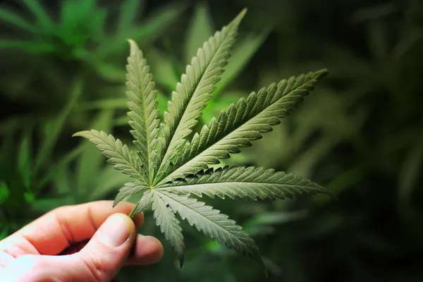 Cannabis-Hintergrund — Stockfoto