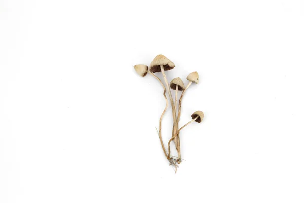 红菇 semilanceata — 图库照片