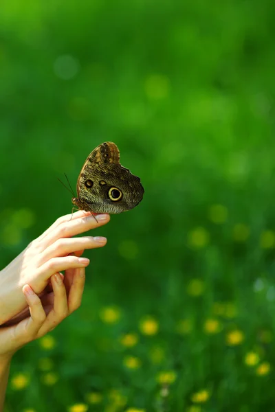 Pillangó női kézen — Stock Fotó