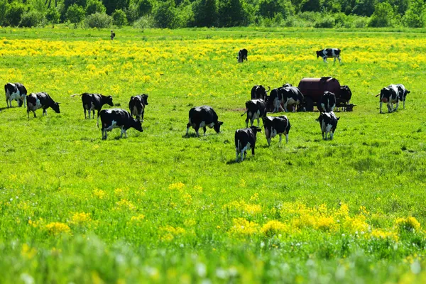 Kühe auf der grünen Wiese — Stockfoto