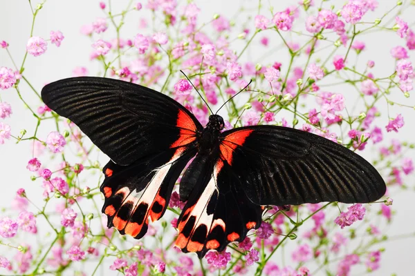 Papilio rumanzovia — Photo