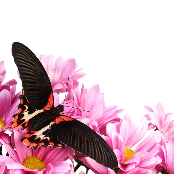Papilio rumanzovia — Fotografia de Stock