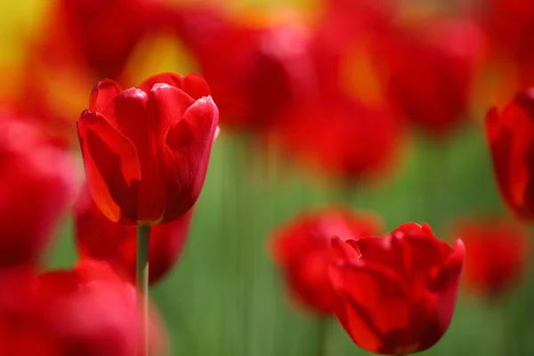 Red tulips close up — Stock Photo, Image