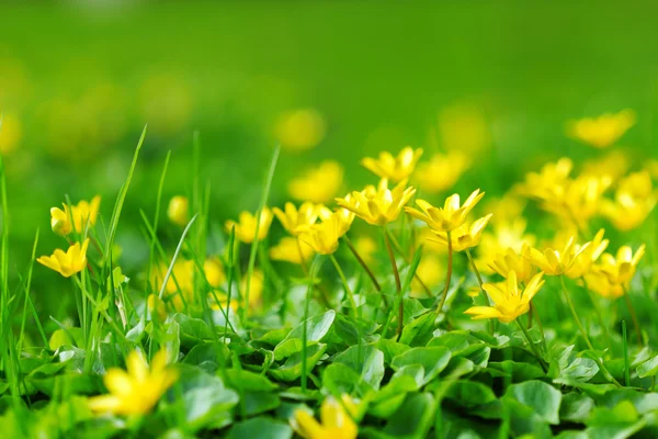 Желтые весенние цветы — стоковое фото