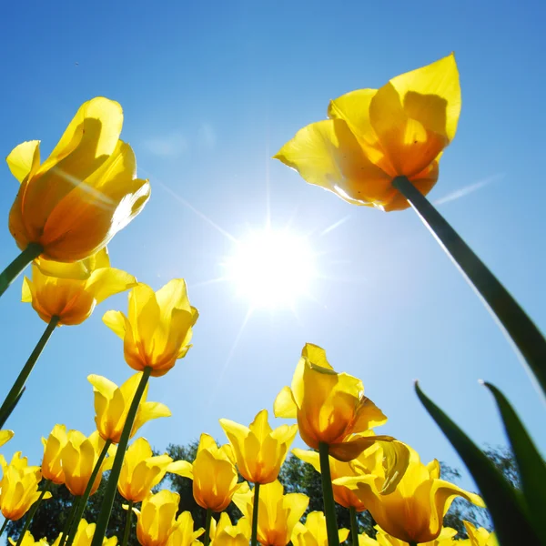 Tulipanes amarillos contra el cielo —  Fotos de Stock