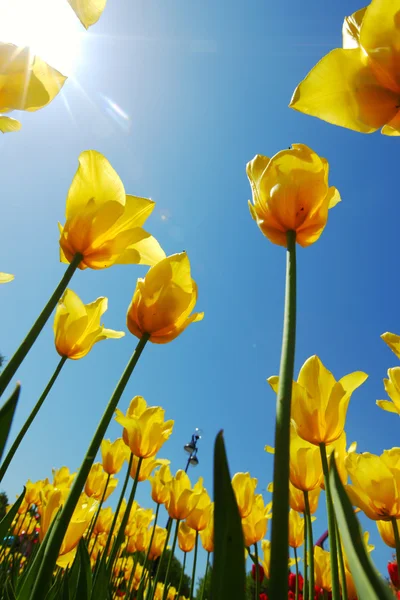 Gele tulpen tegen de hemel — Stockfoto