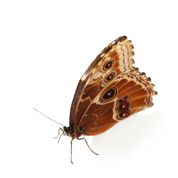 Blauwe morpho geïsoleerd — Stockfoto