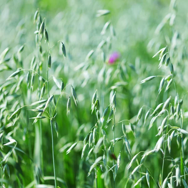 Spikelets of oats — Stock Photo, Image