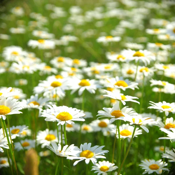 Feld mit weißen Gänseblümchen — Stockfoto