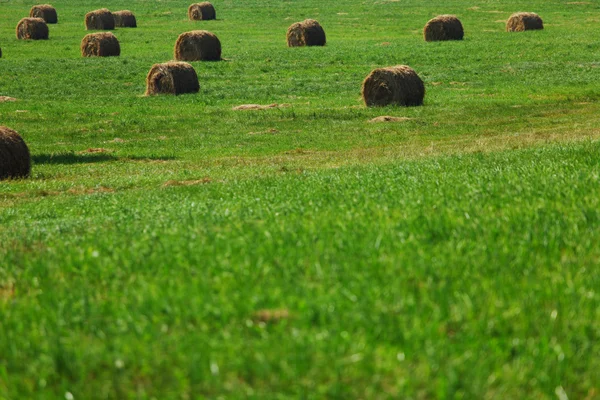 stock image Hay on field