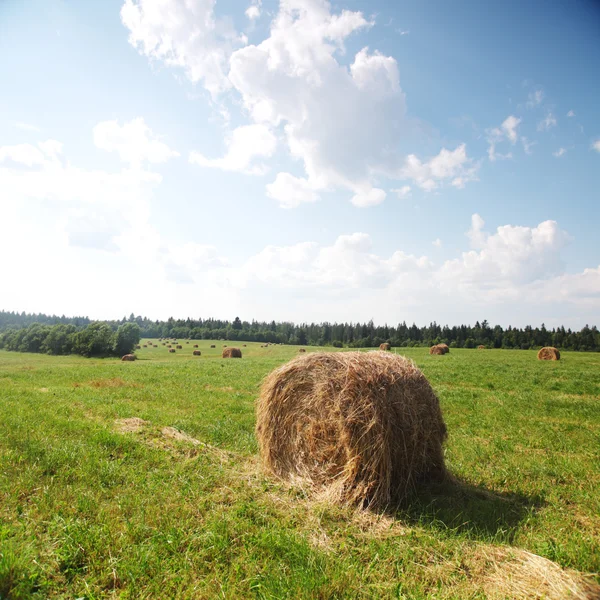フィールドの干し草 — ストック写真