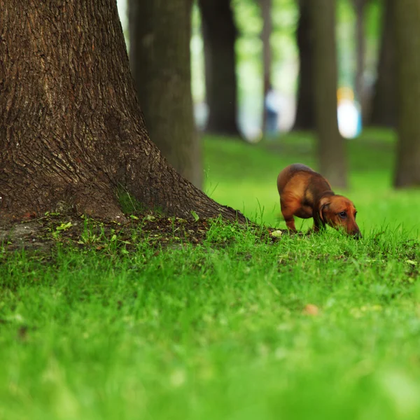 Jezevčík na trávě — Stock fotografie
