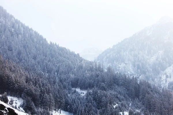 Δάσος στο χιόνι — Φωτογραφία Αρχείου
